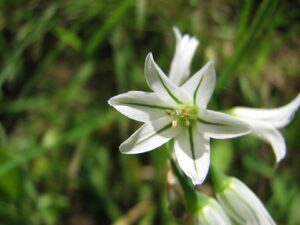 Ail à trois angles - Le Jardin du Crapaud Fou