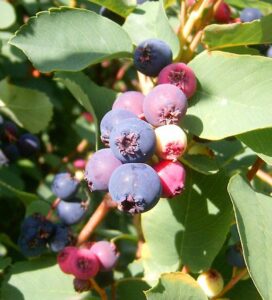 Amelanchier Ovalis - Le Jardin du Crapaud Fou