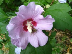 Altea Violet - Le Jardin du Crapaud Fou