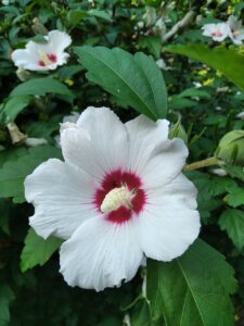 Altea Blanc Coeur Rouge - Le Jardin du Crapaud Fou